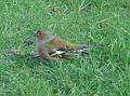 2012-0308-1340_Chaffinch_10,9C
